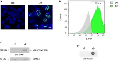 Intranuclear inclusions of polyQ-expanded ATXN1 sequester RNA molecules